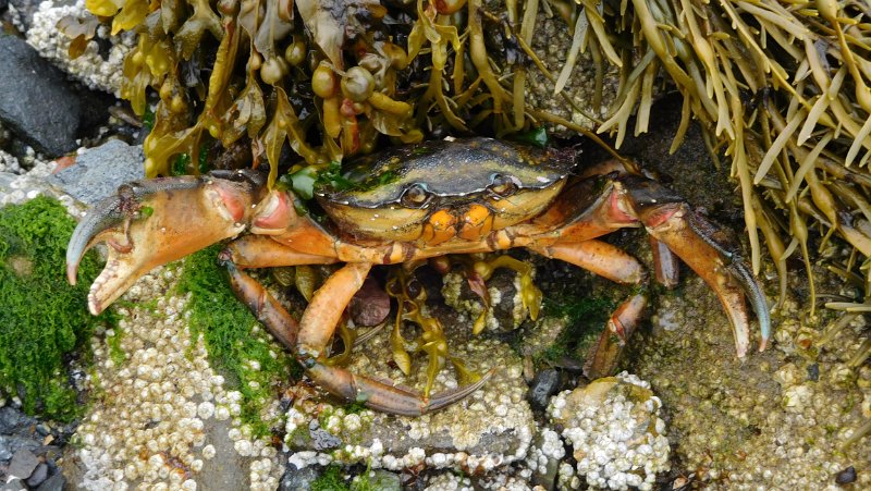 005 (2).JPG - Crab in the Ross Island thorougfare